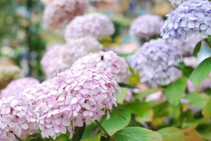 hydrangeas-pink-purple-pastel