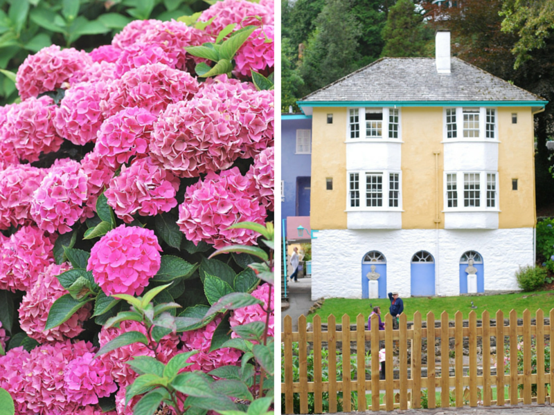 portmeirion hydrangeas