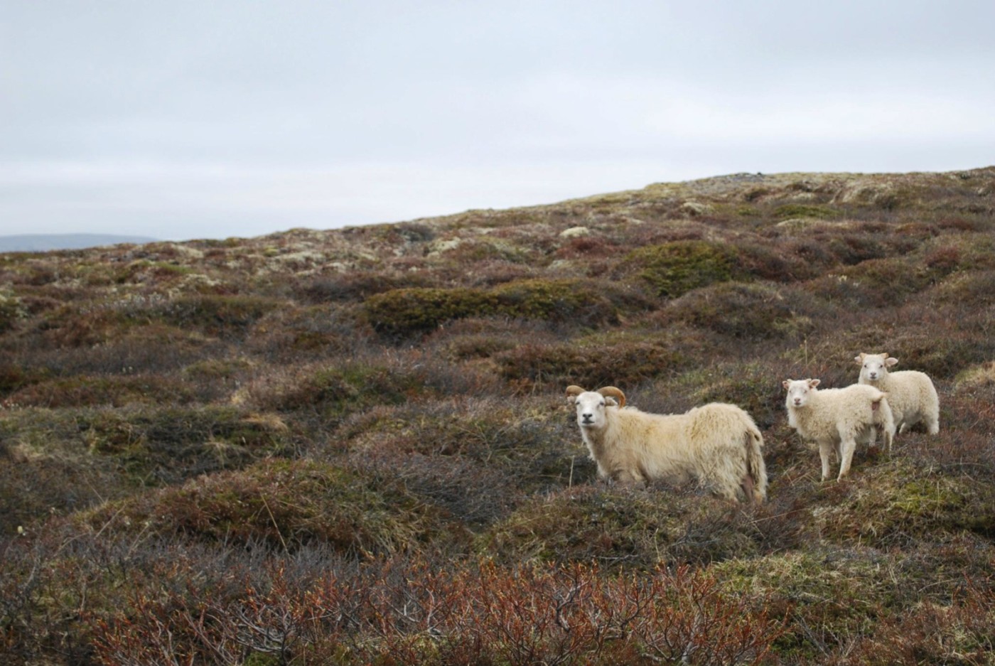 icelandic sheep