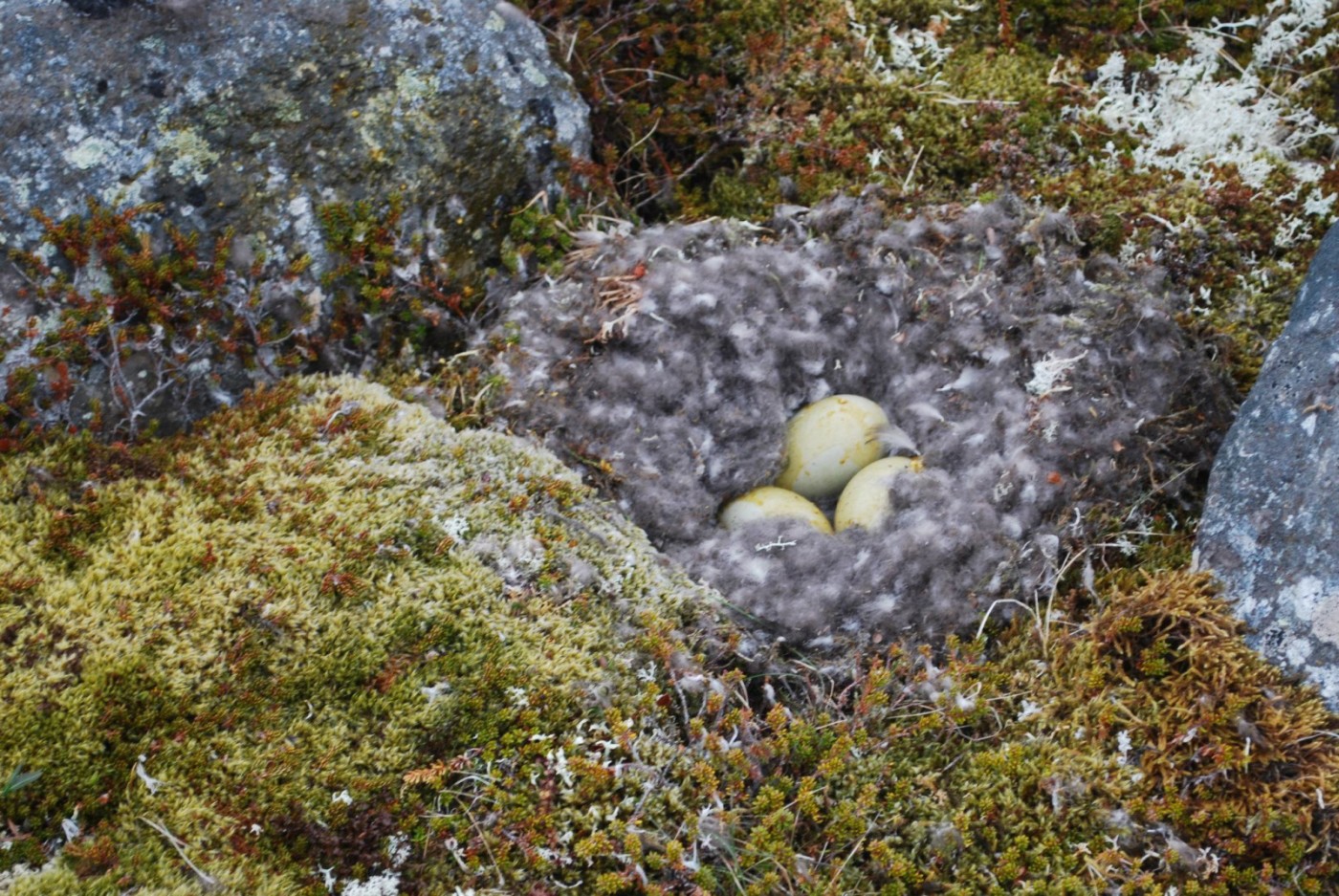 icelandic eider duck nest