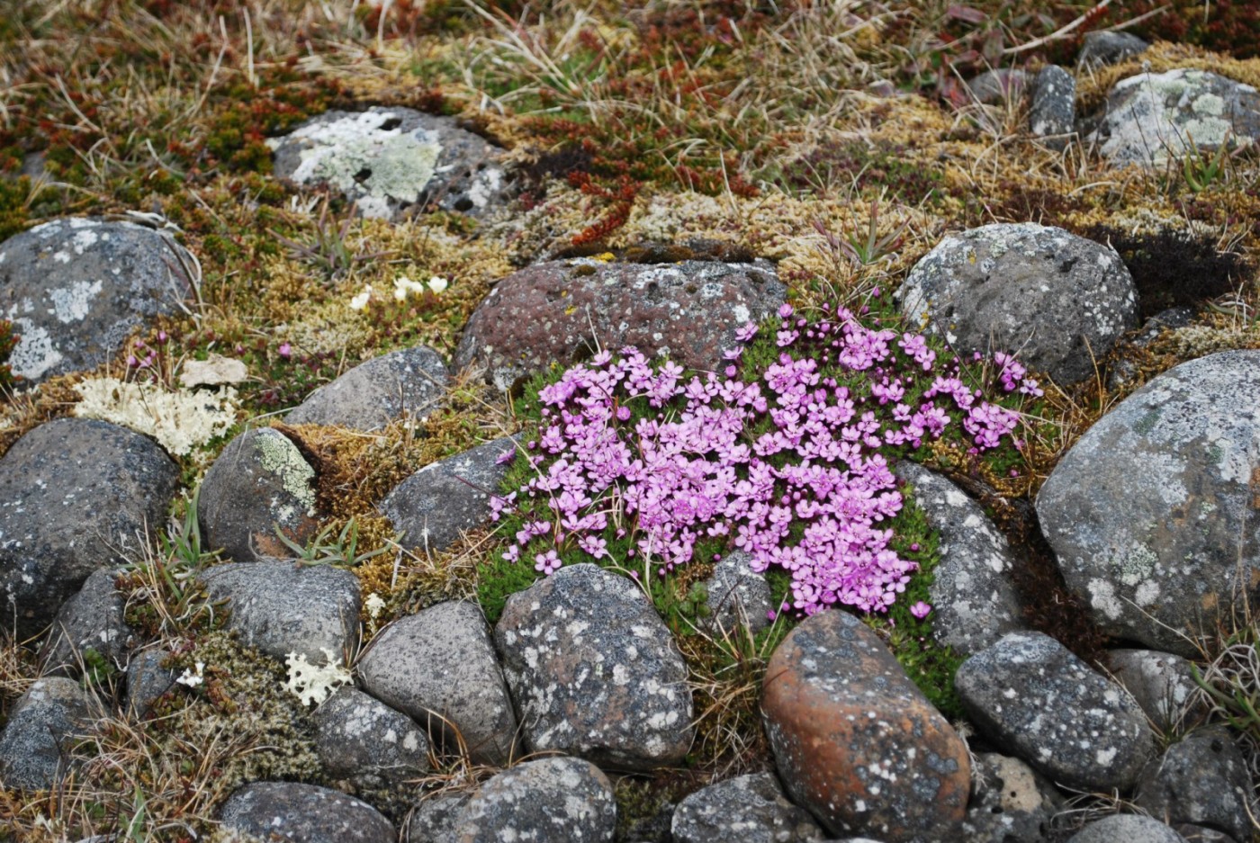 icelandic herbs