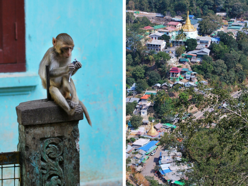 mount popa monkey