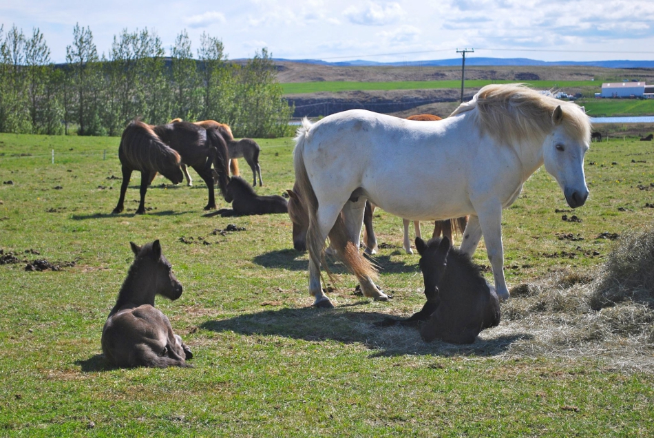 icelandic horses