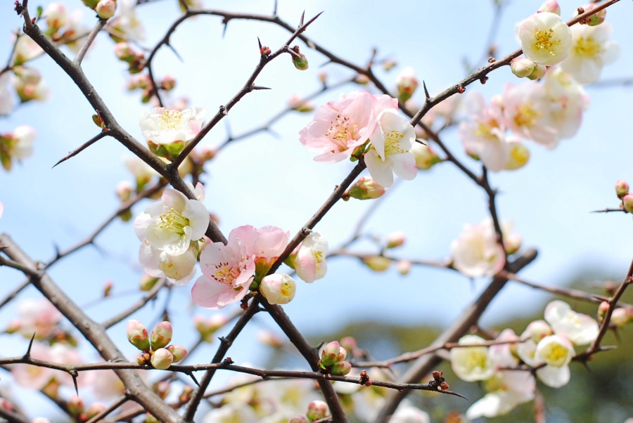 tokyo_DSC_1137