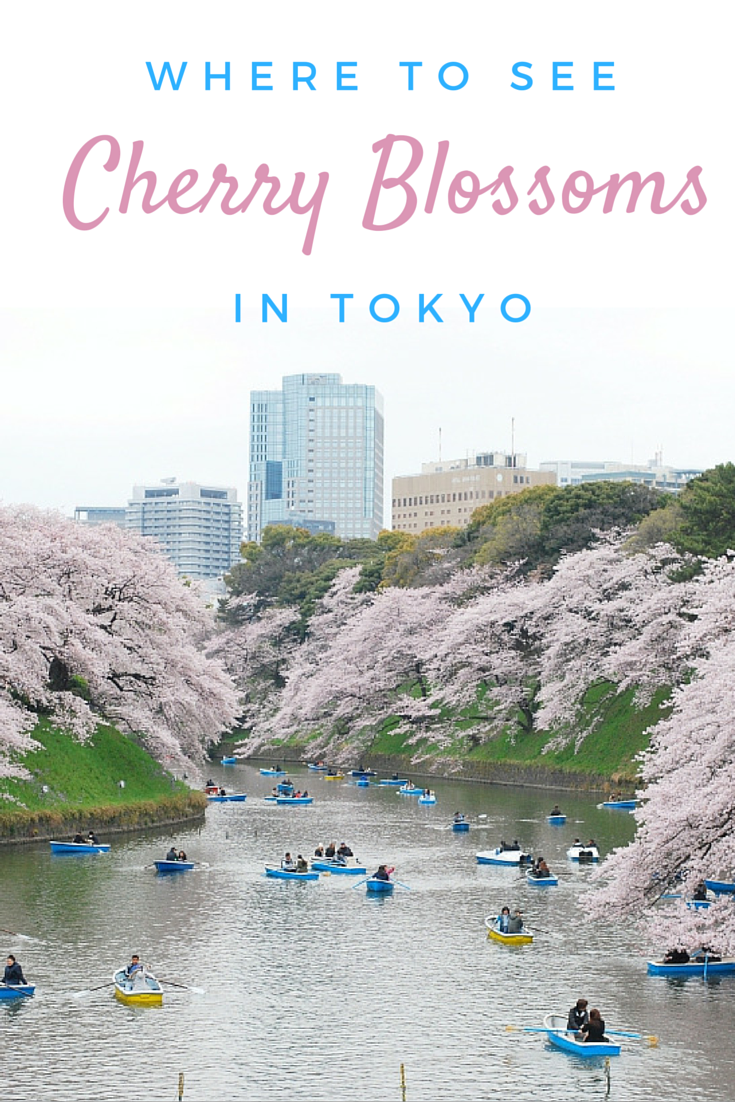 Where to see the most amazing cherry blossoms in Tokyo, Japan.