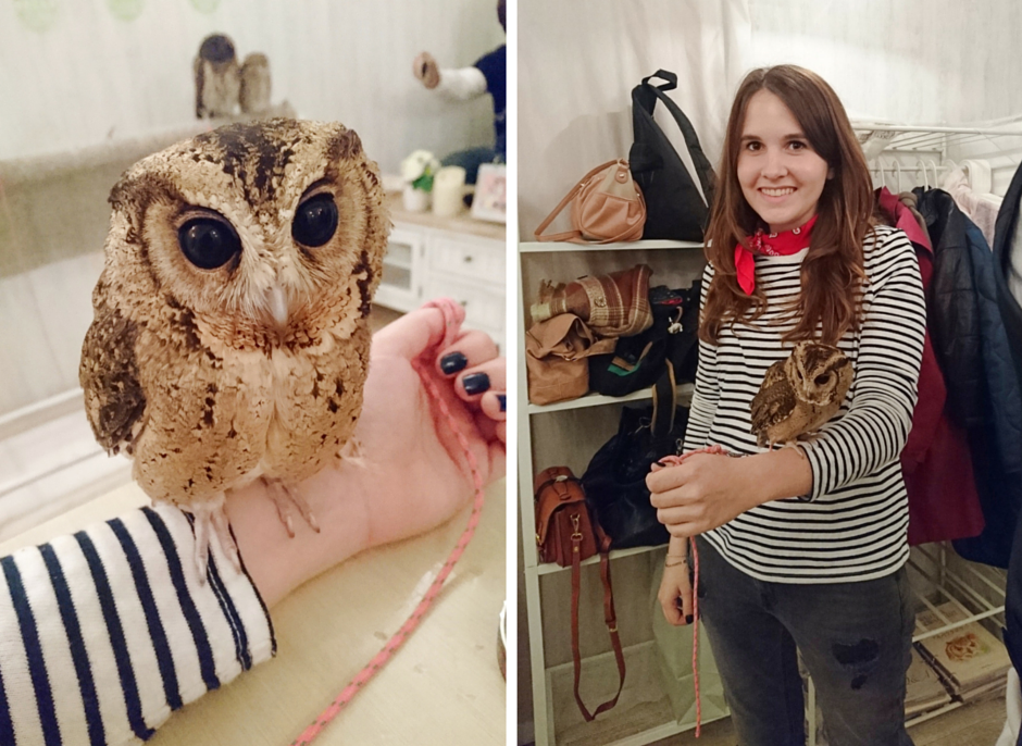 akibafukurou owl cafe