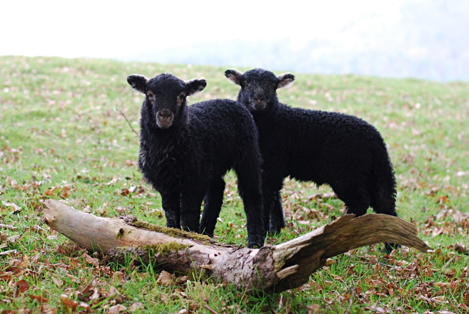 two-black-lamb