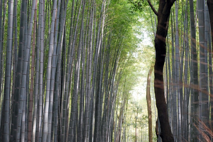 bamboo arashiyama kyoto, japan