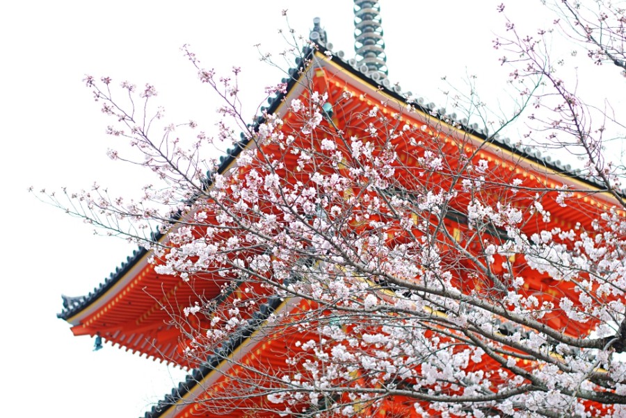 kyoto kiyomizudera blossoms