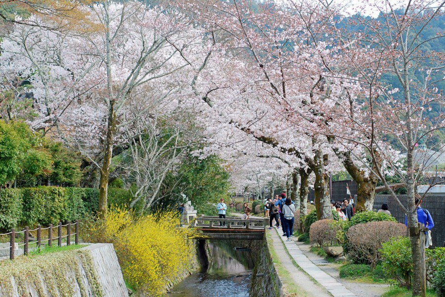 philosophers path cherry blossoms kyoto