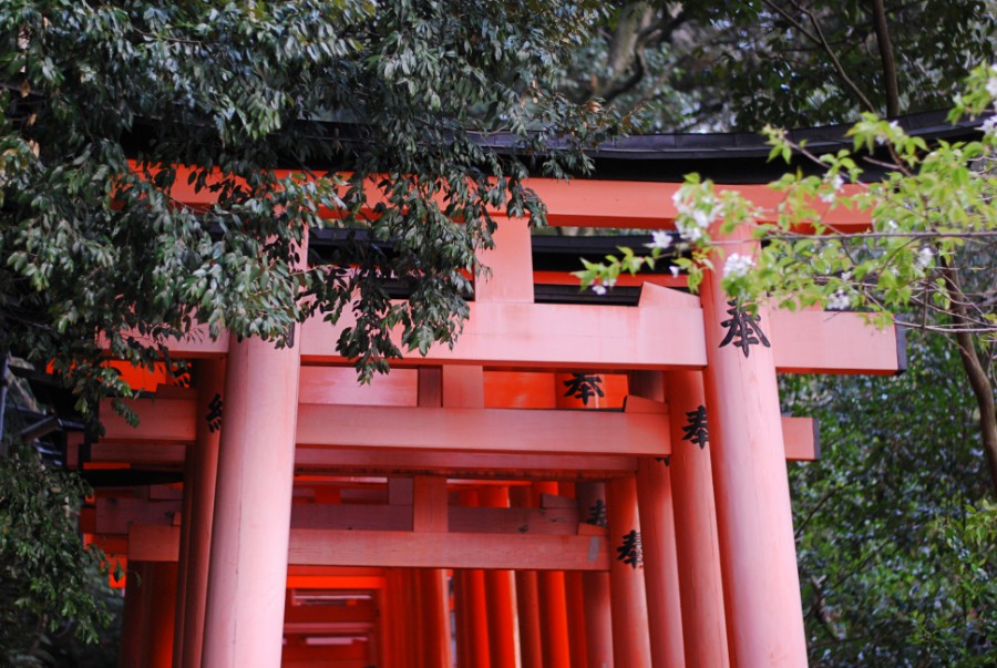 red torii gates japan