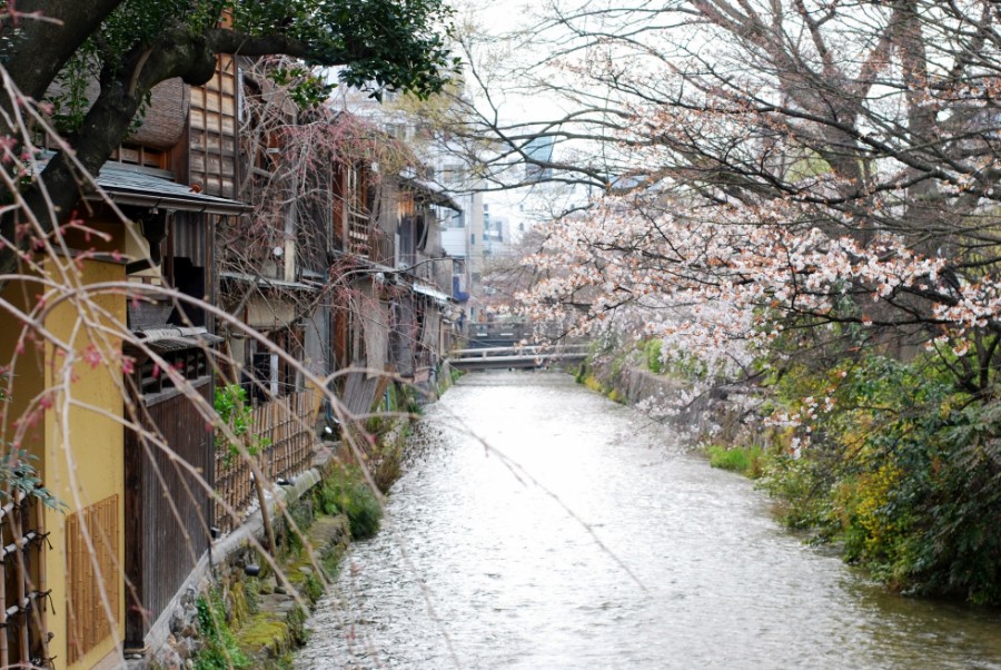 kyoto shimbashi street cherry blossoms