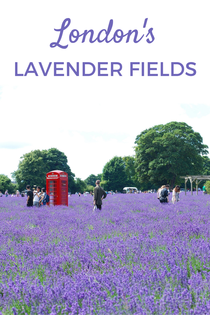 Did you know that you can find lavender fields just outside of central London? These look beautiful from June to September.