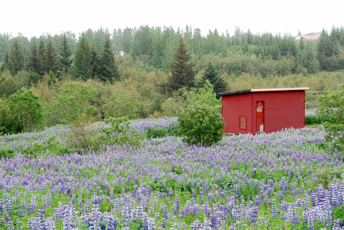 elidaardalur reykjavik lupins