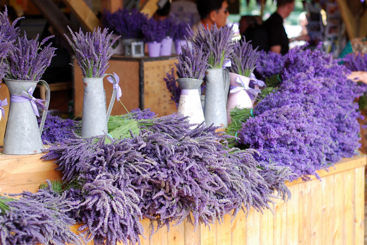 english lavender