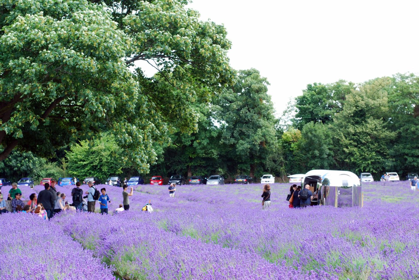 london lavender field