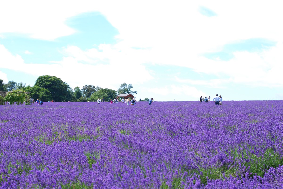 mayfield lavender field