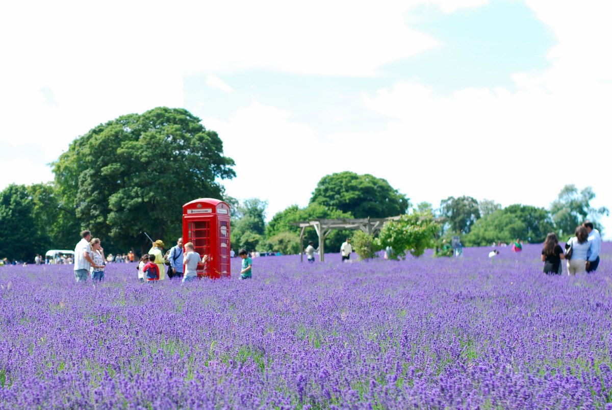 mayfield lavender