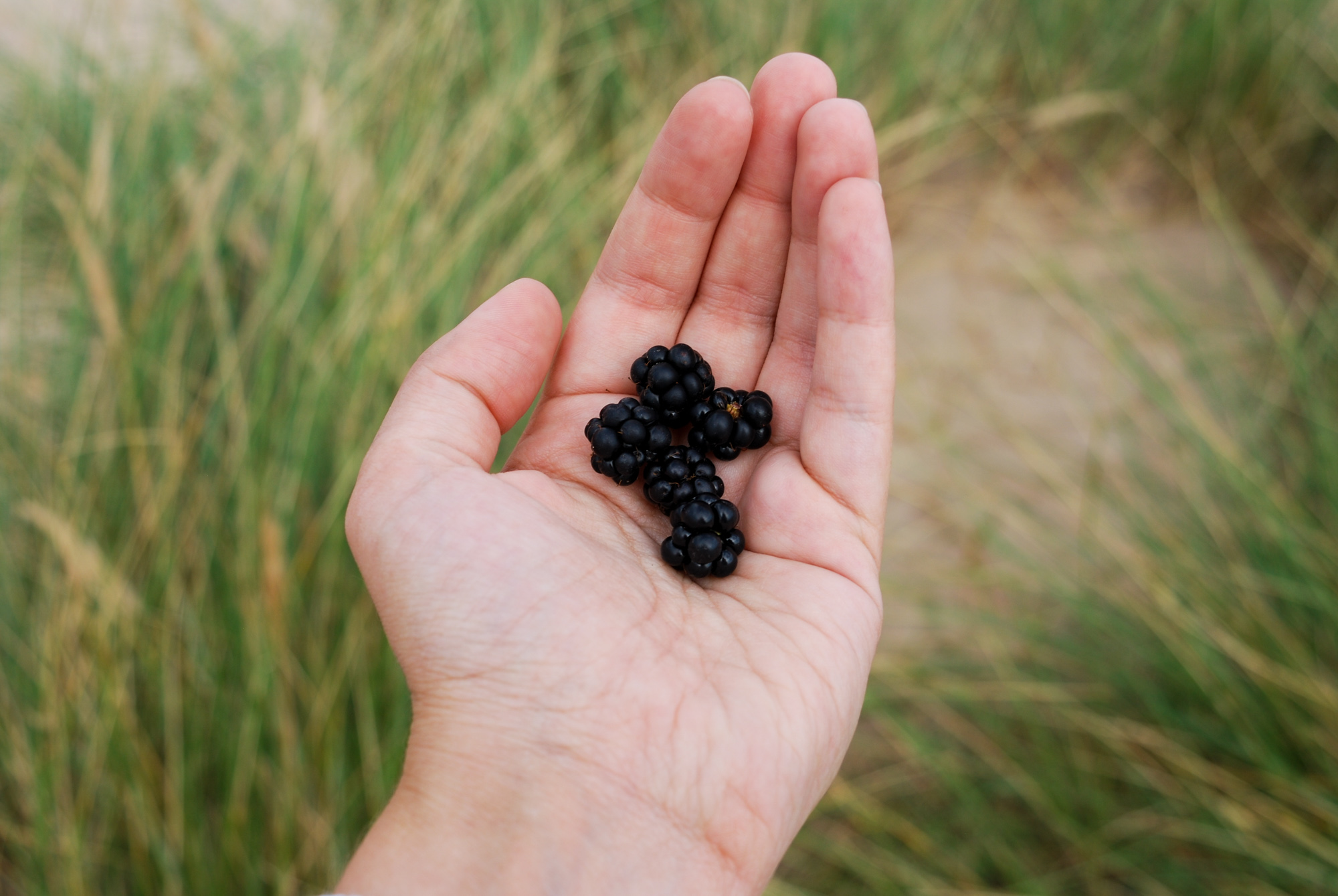 blackberries