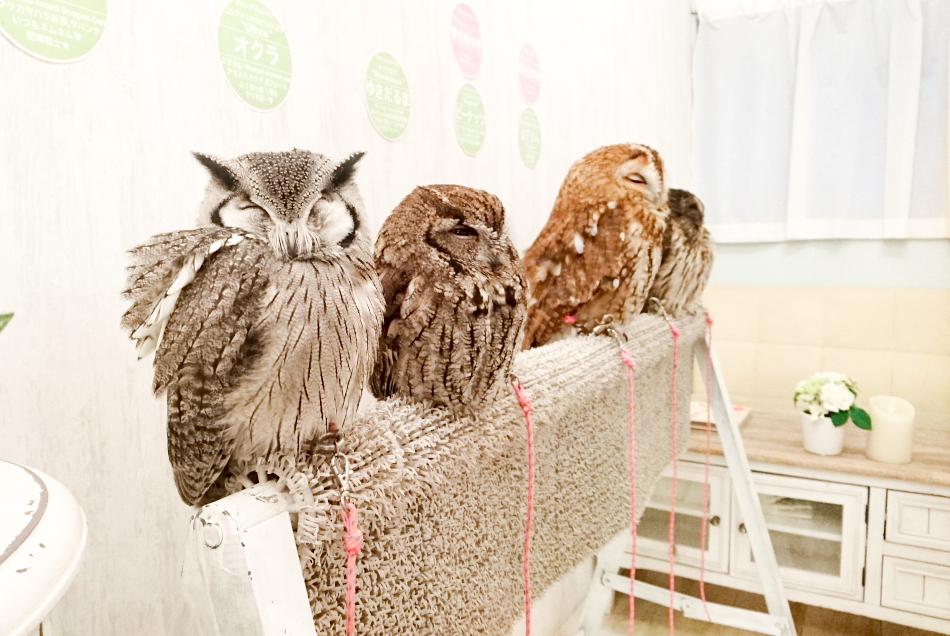 owl cafe tokyo