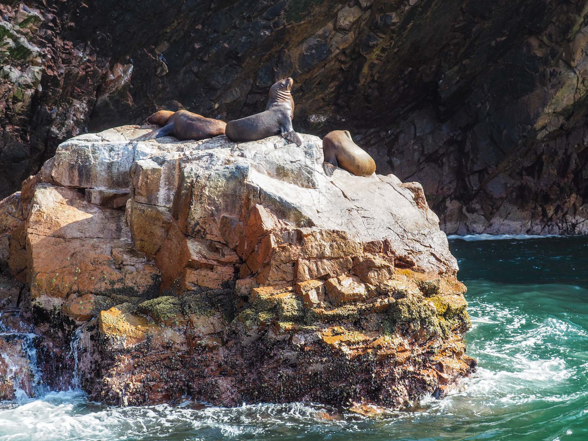 sea lions Peru