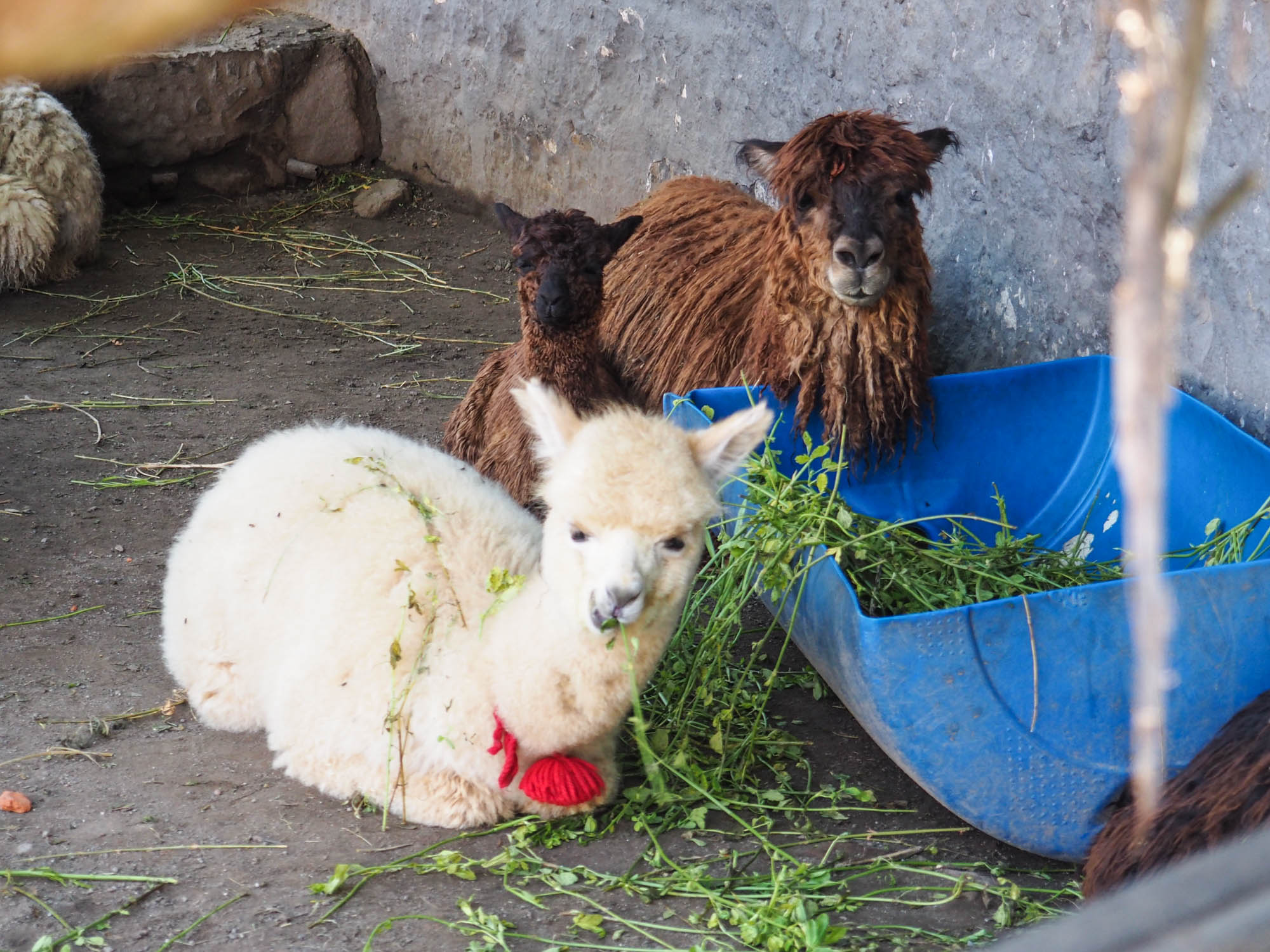 alpacas arequipa peru