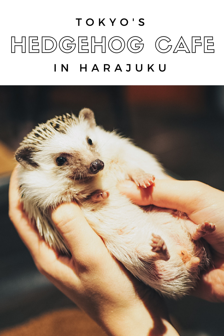 hedgehog cafe Tokyo