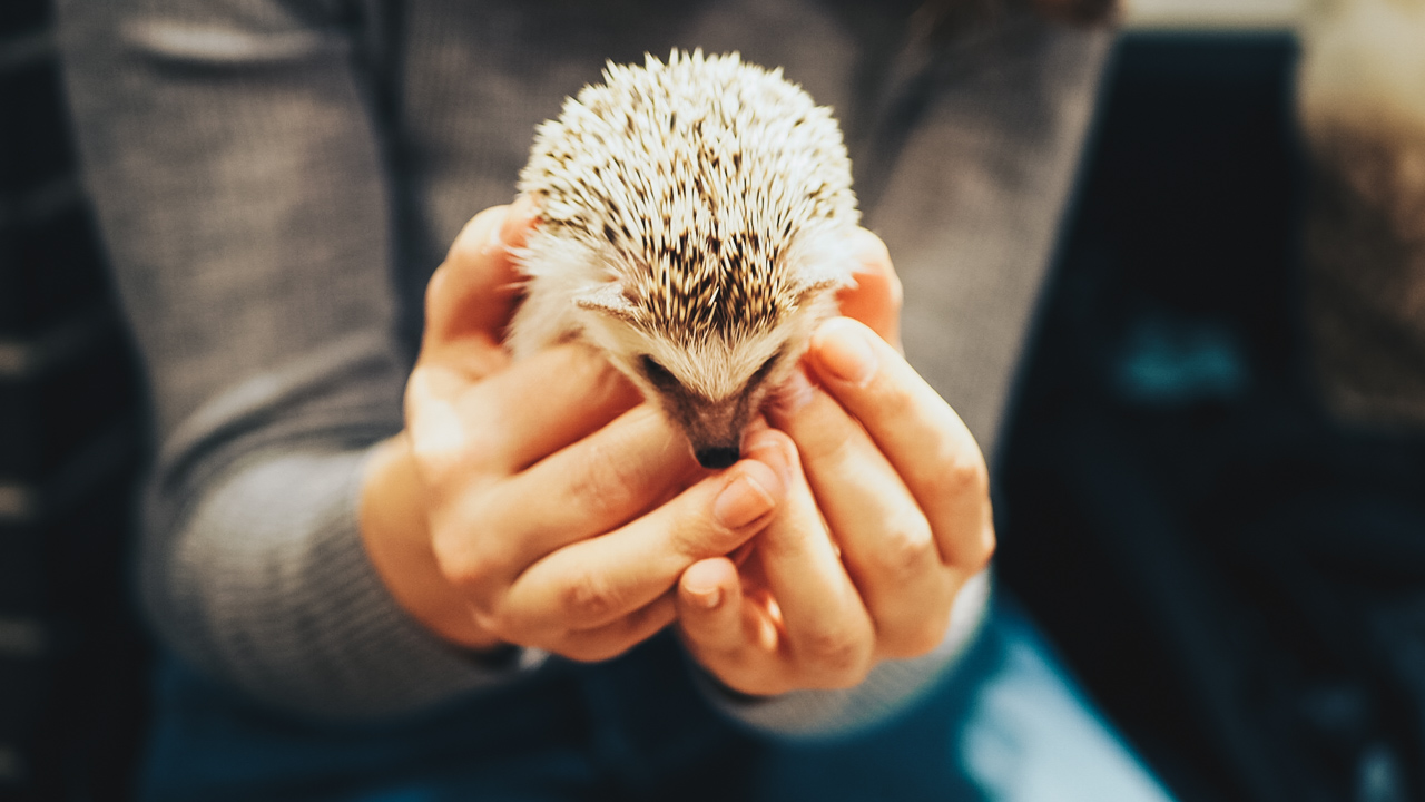 tokyo hedgehog