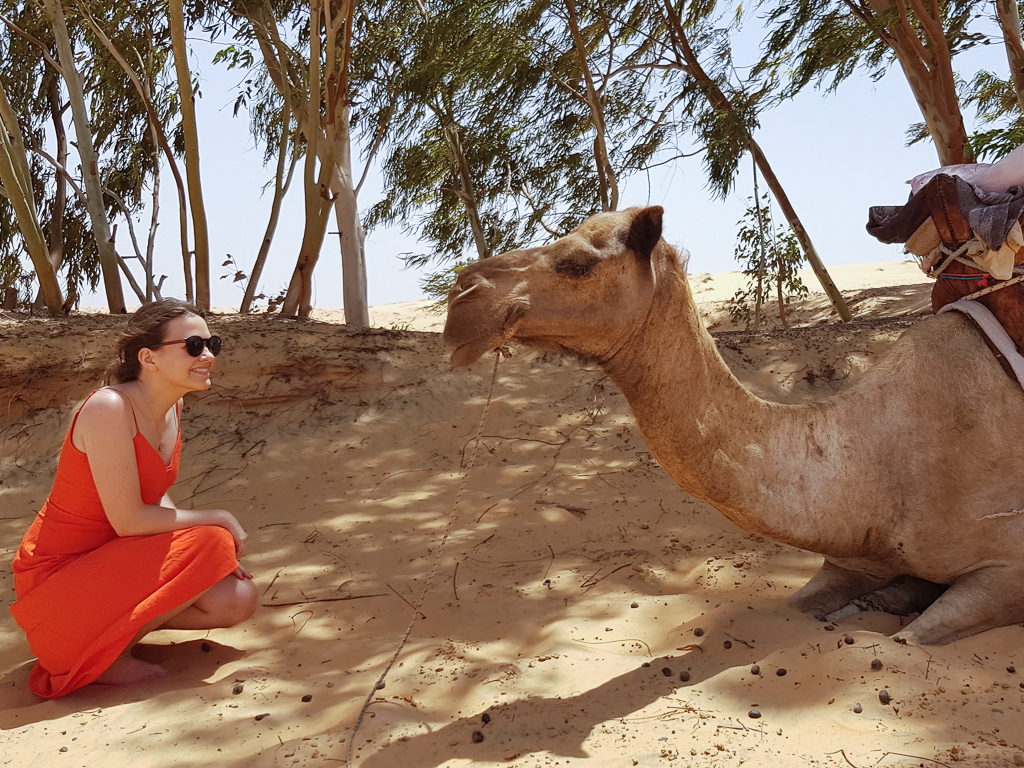 Senegal camel